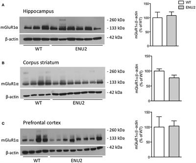 Targeting mGlu5 Metabotropic Glutamate Receptors in the Treatment of Cognitive Dysfunction in a Mouse Model of Phenylketonuria